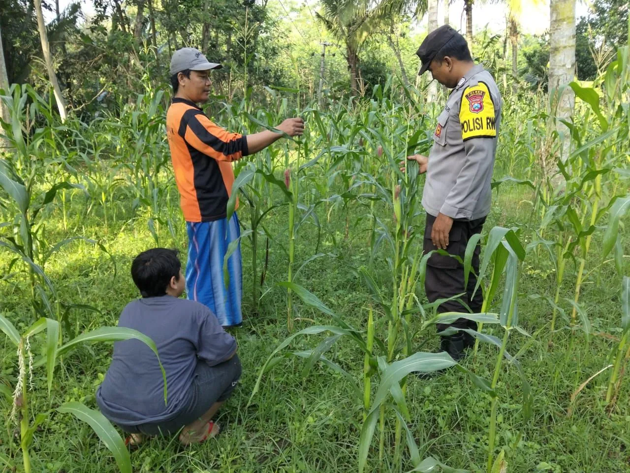 Pastikan Pangan Aman, Polsek Ranuyoso Lumajang Intensifkan Pengawasan di Lahan Jagung