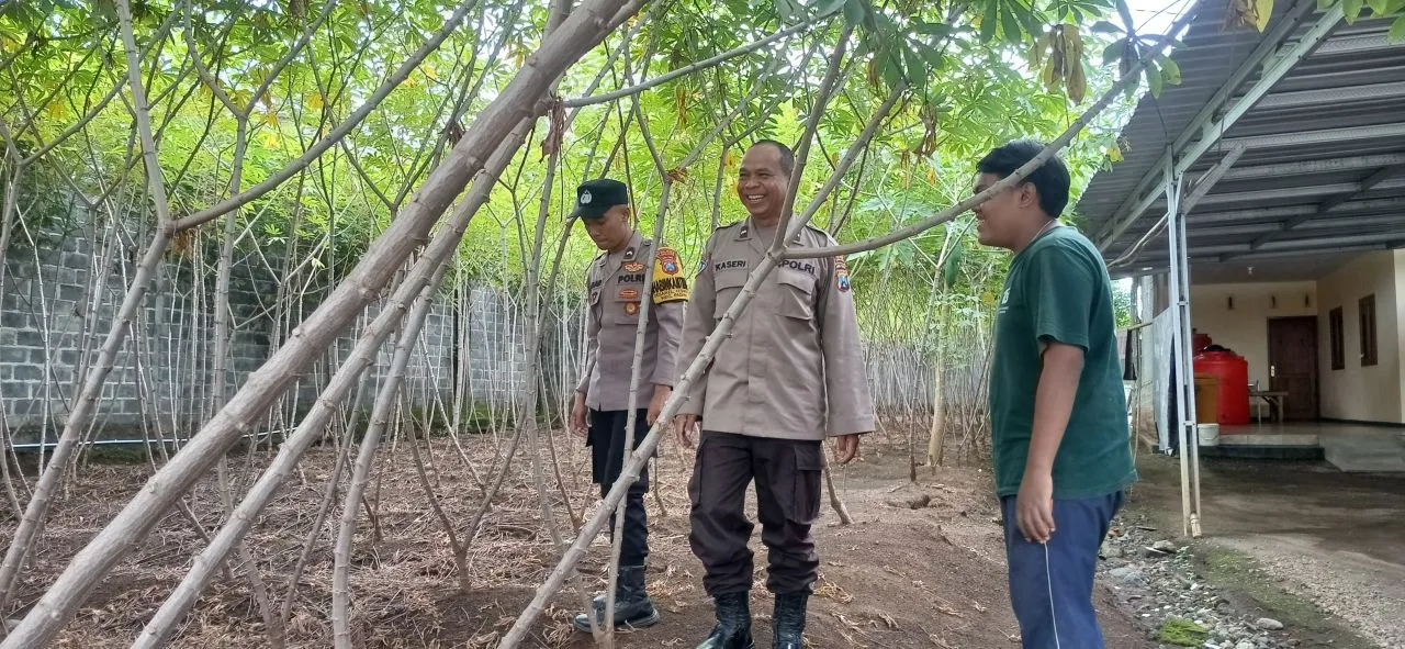 Polsek Padang Turun Langsung! Dorong Warga Tanam Singkong Demi Ketahanan Pangan Lumajang