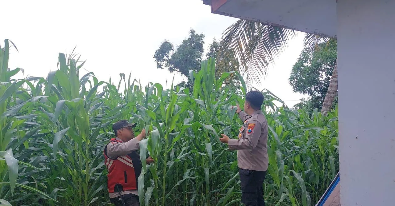 Polsek Jatiroto Dukung Ketahanan Pangan Lewat Program Tanam Jagung