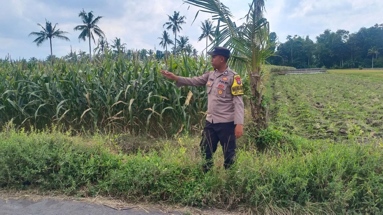 Polsek Candipuro Kawal Program Ketahanan Pangan Lewat Pengawasan Lahan Jagung