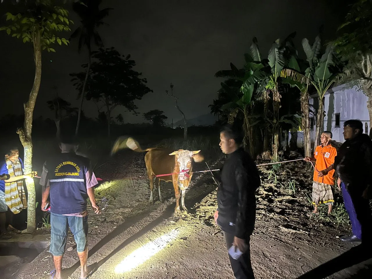 Sapi Hamil Dicuri di Lumajang, Ditemukan Tengah Malam di Kebun Tebu