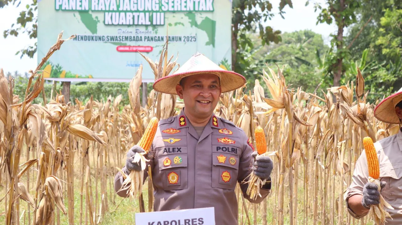 Sinergi Polri dan Petani, Polres Lumajang Gelar Panen Raya Jagung