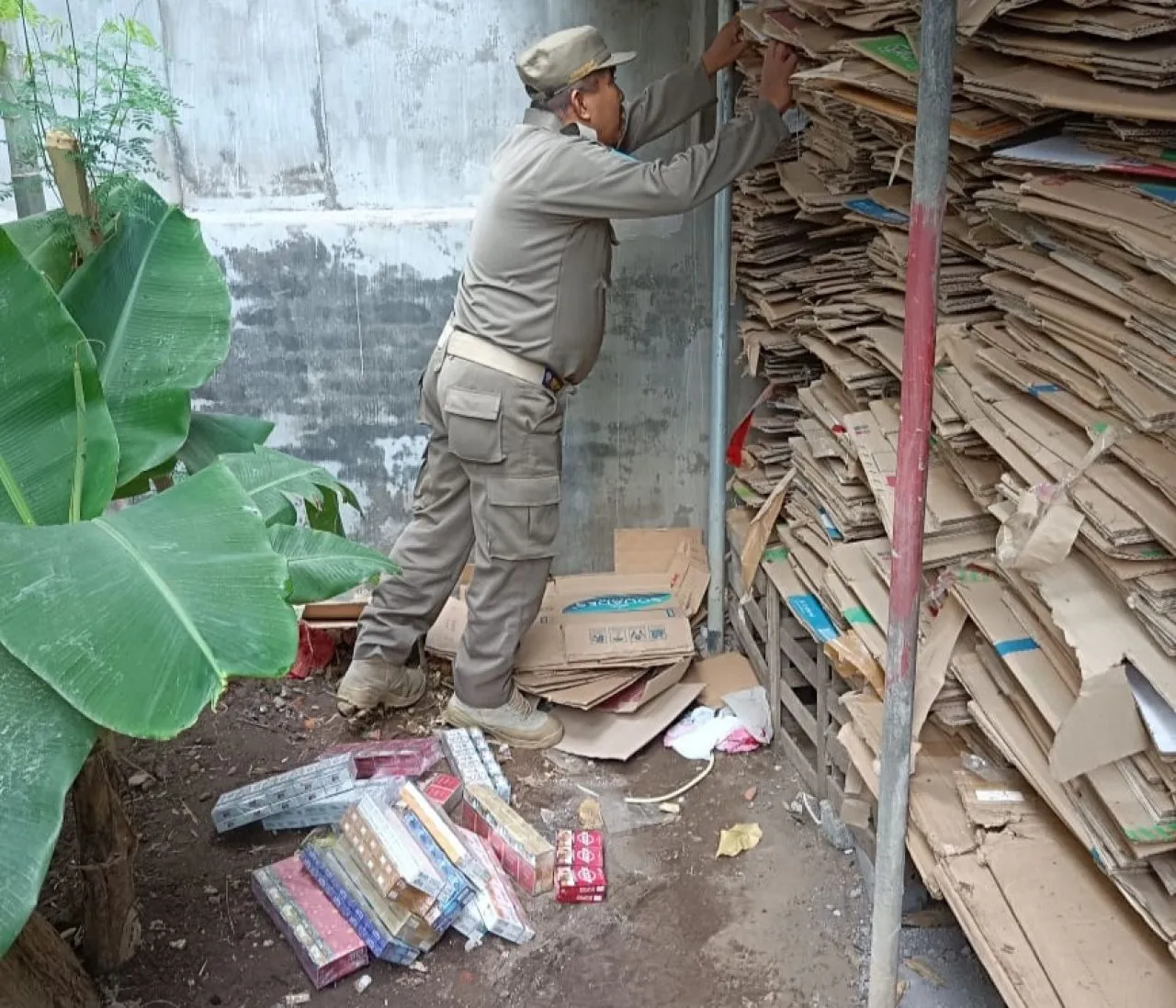 Memburu Rokok Tanpa Cukai, Operasi Senyap Satpol PP Lumajang