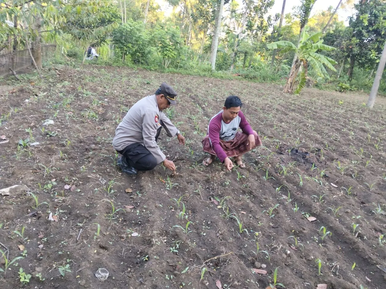Polisi Turun ke Sawah, Bantu Petani Jaga Ketahanan Pangan di Ranuyoso