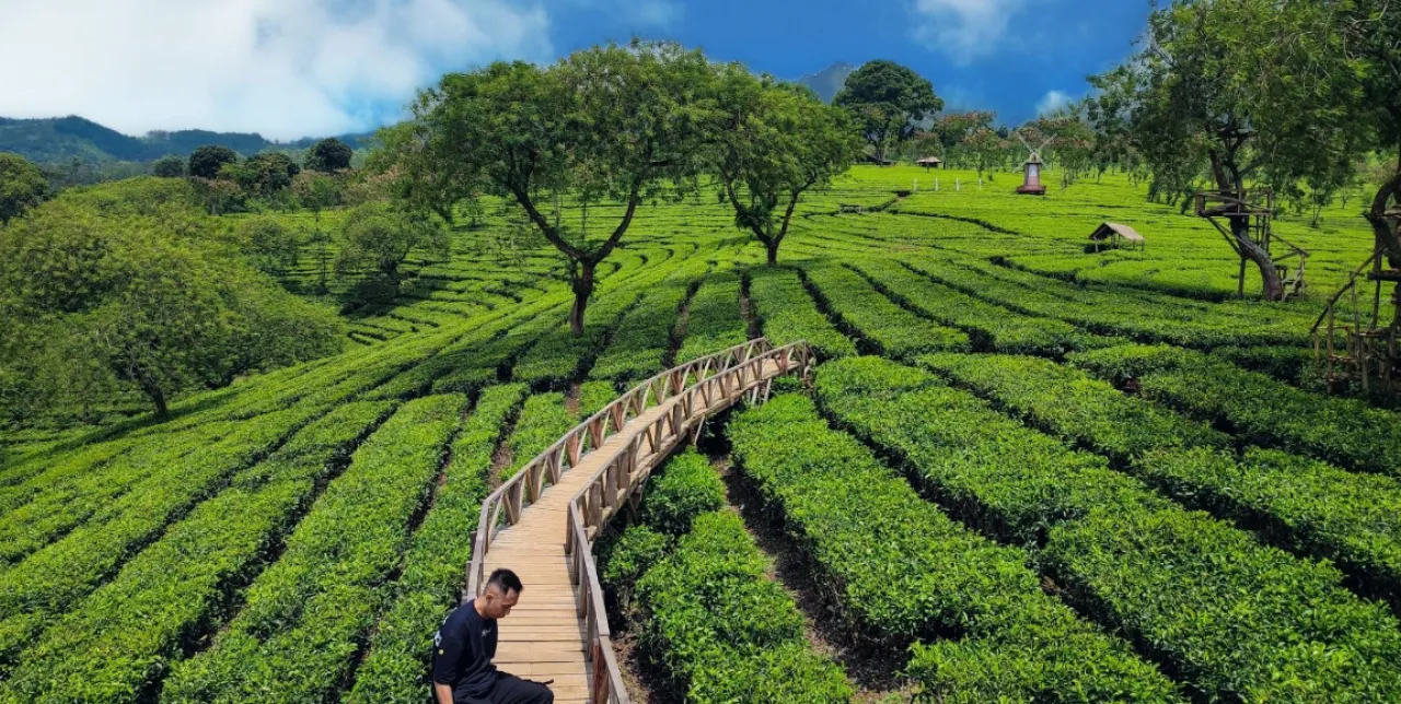Menyegarkan Pikiran di Agrowisata Teh Wonosari, Singosari Malang