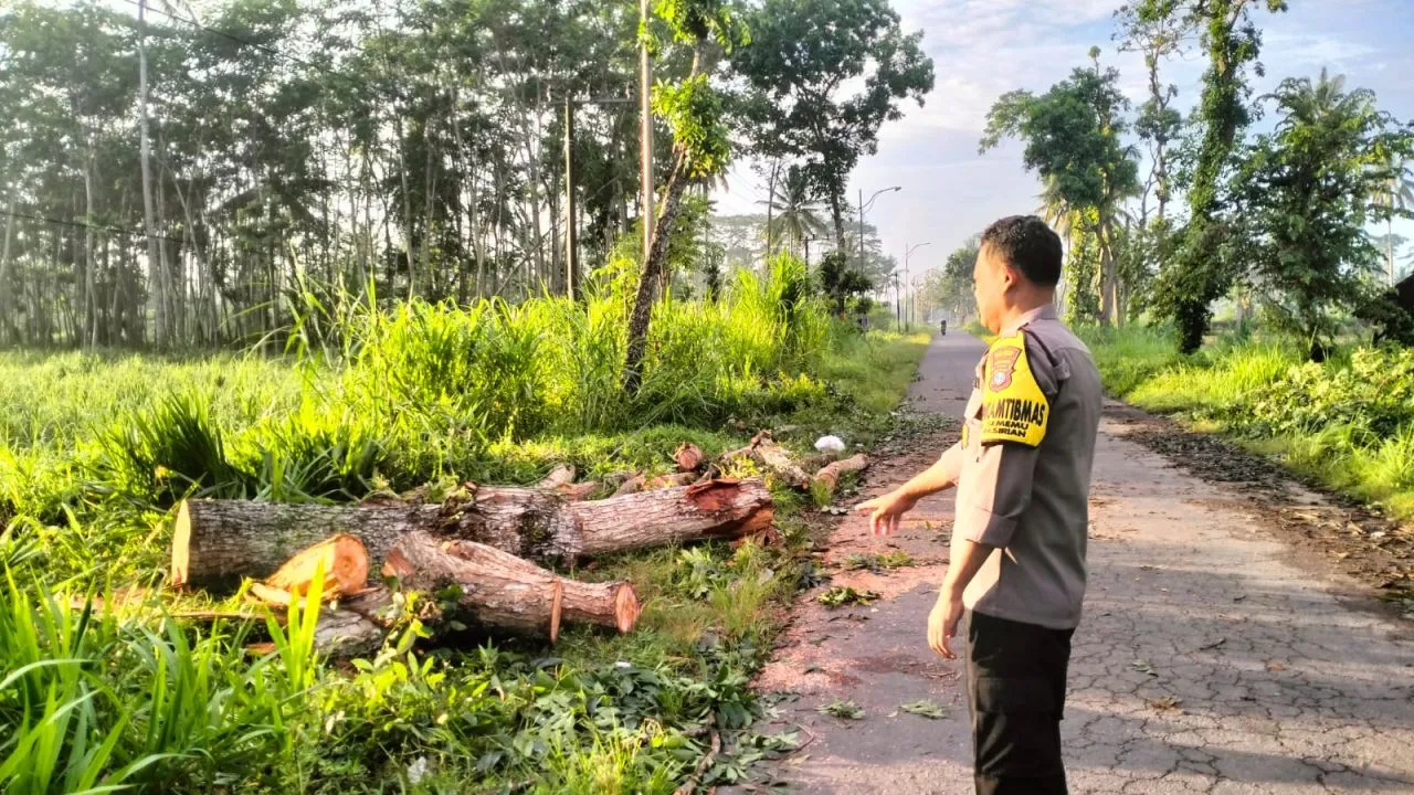 Pohon Sirsak Tumbang Timpa Pengendara, Warga Bago Lumajang Meninggal Dunia