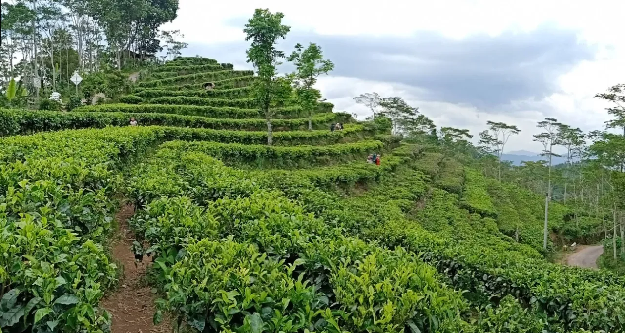 Kebun Teh Nglinggo Yogyakarta, Pesona Hijau Pegunungan yang Menyegarkan Mata dan Pikiran