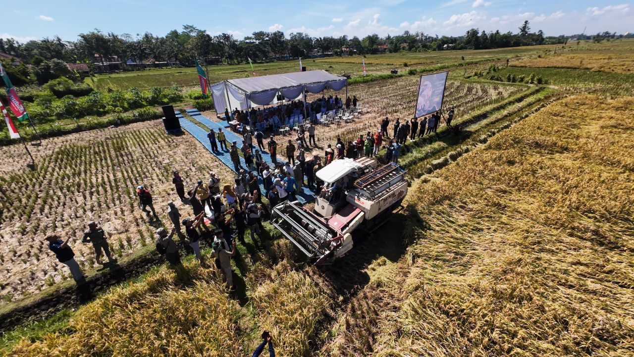 Panen Raya Dongkrak Produksi, Ancaman Alih Fungsi Lahan Bayangi Ketahanan Pangan Lumajang