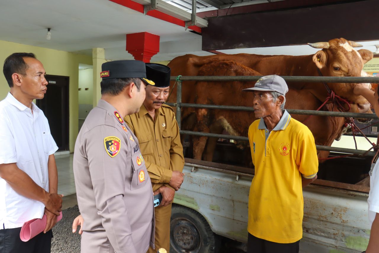 Polres Lumajang Kembalikan Tiga Sapi Curian, Pelaku Masih Diburu