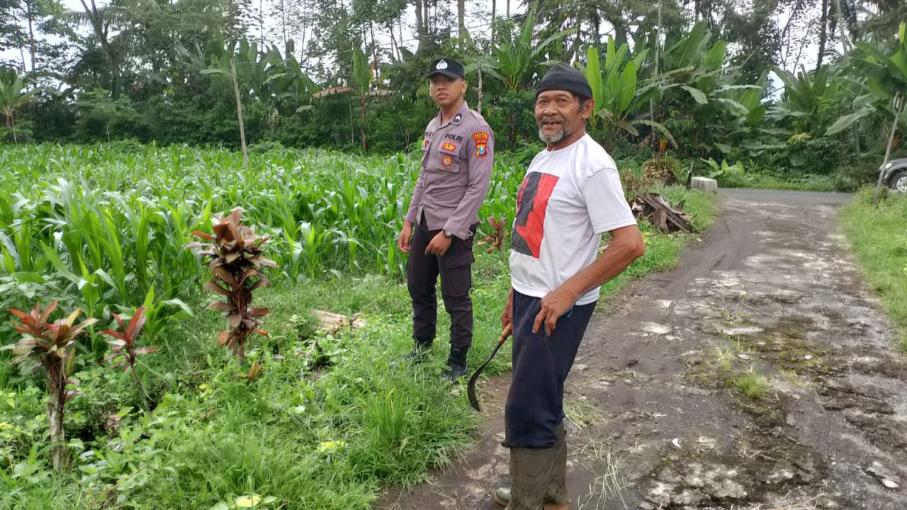 Polsek Pasrujambe Lumajang Kawal Ketahanan Pangan, Petani Didukung Tanam Jagung
