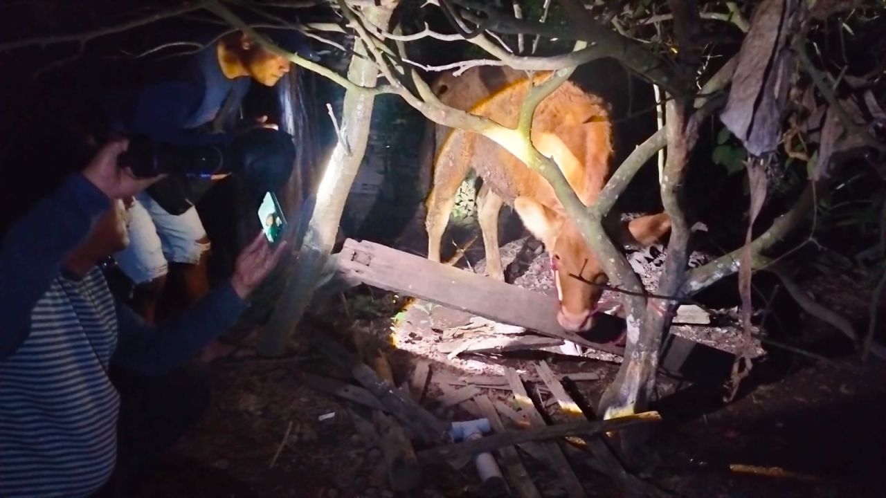 Warga Tempeh Kidul Lumajang Heboh, Sapi Curian Ditemukan di Perkebunan Jeruk!