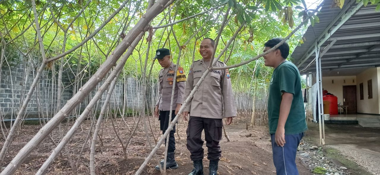 Polsek Padang Turun Langsung! Dorong Warga Tanam Singkong Demi Ketahanan Pangan Lumajang