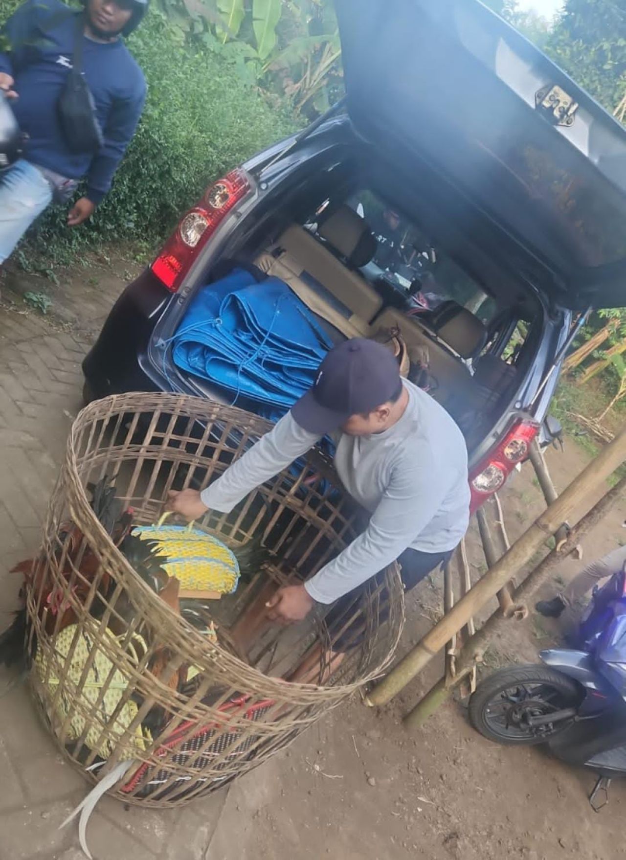 Digerebek! Arena Sabung Ayam di Lumajang Dibongkar, Puluhan Motor dan Ayam Jago Ditangkap Polisi