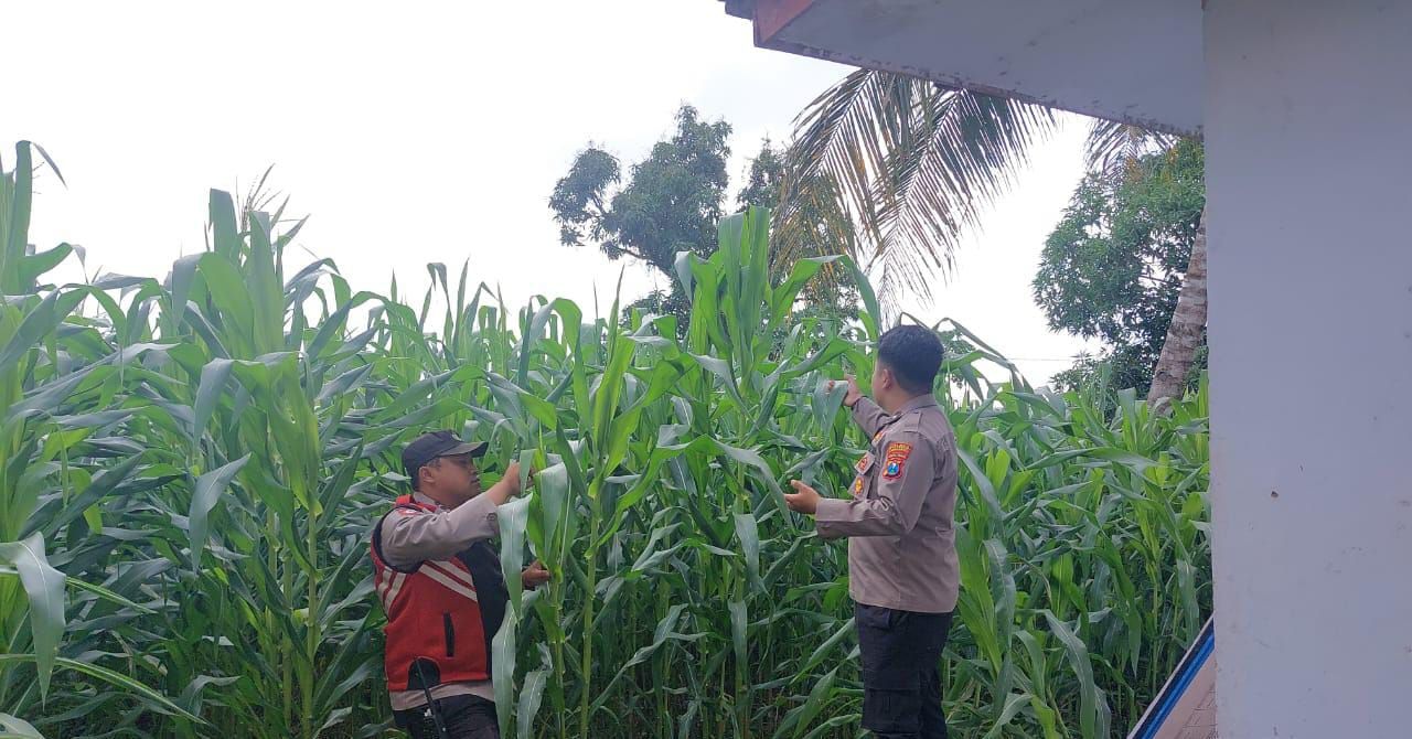 Polsek Jatiroto Dukung Ketahanan Pangan Lewat Program Tanam Jagung