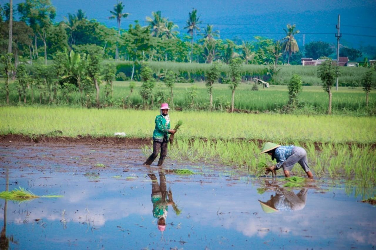 Panen Gagal Tak Lagi Jadi Mimpi Buruk, Pemkab Lumajang Tanggung Premi Asuransi Petani