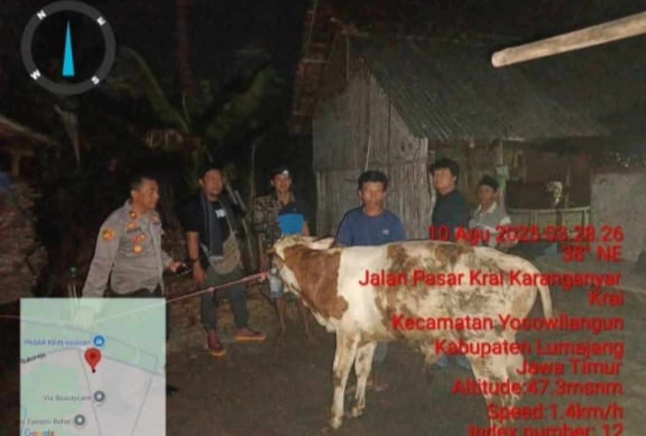 Sapi Hilang di Lumajang, Ditemukan di Belakang Gereja-Warga Kejar Pencuri hingga Kocar-Kacir!