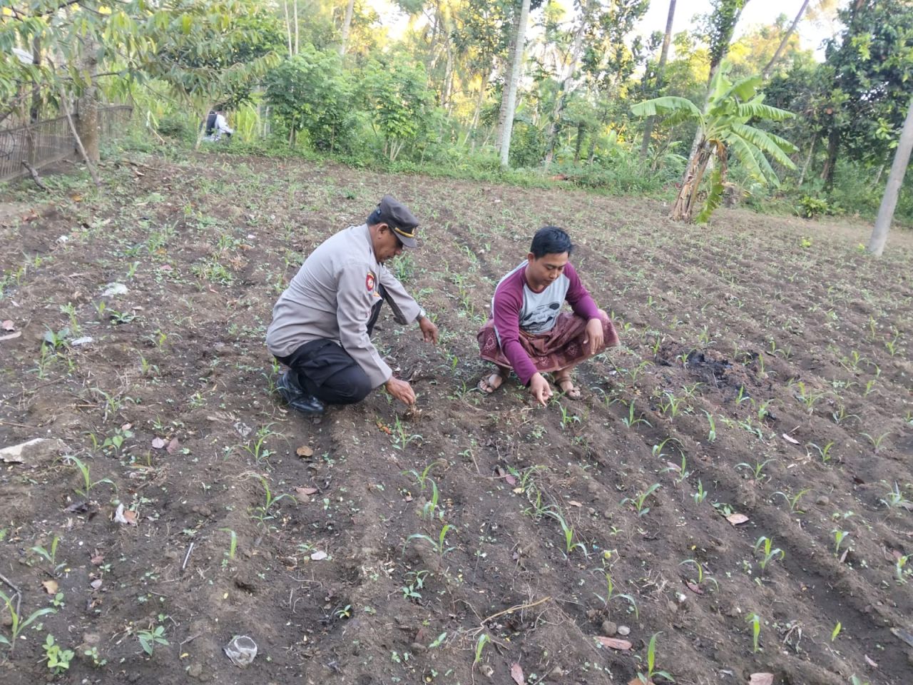 Polisi Turun ke Sawah, Bantu Petani Jaga Ketahanan Pangan di Ranuyoso