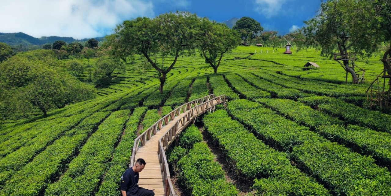 Menyegarkan Pikiran di Agrowisata Teh Wonosari, Singosari Malang