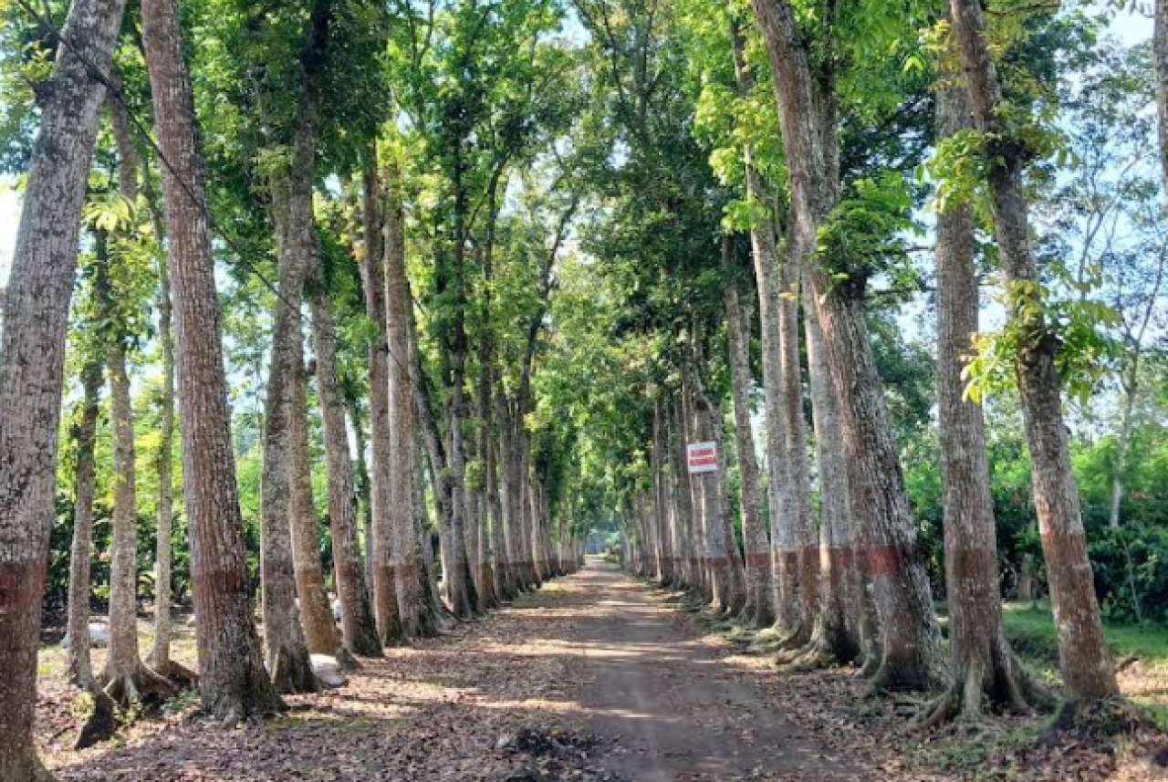 Menyelami Dunia Kopi dan Kakao di Wisata Edukasi Pusat Penelitian Kopi dan Kakao Jember