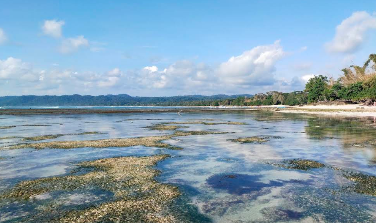 Menyusuri Keindahan Liar di Taman Nasional Alas Purwo, Banyuwangi
