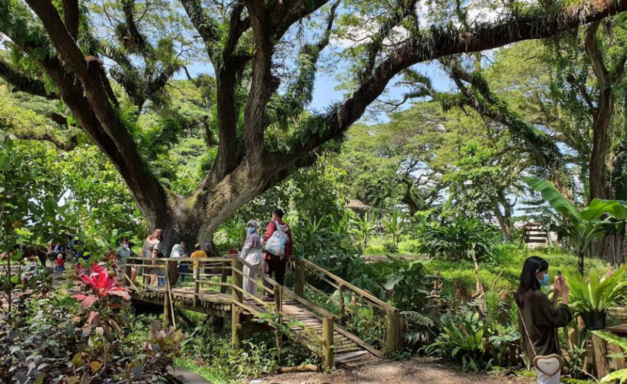 Keindahan Mistis De Djawatan Forest, Pesona Hutan Trembesi di Banyuwangi yang Memikat Hati