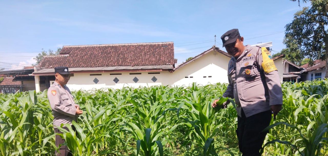 Polsek Jatiroto Tanam Jagung Dukung Program Ketahanan Pangan Nasional