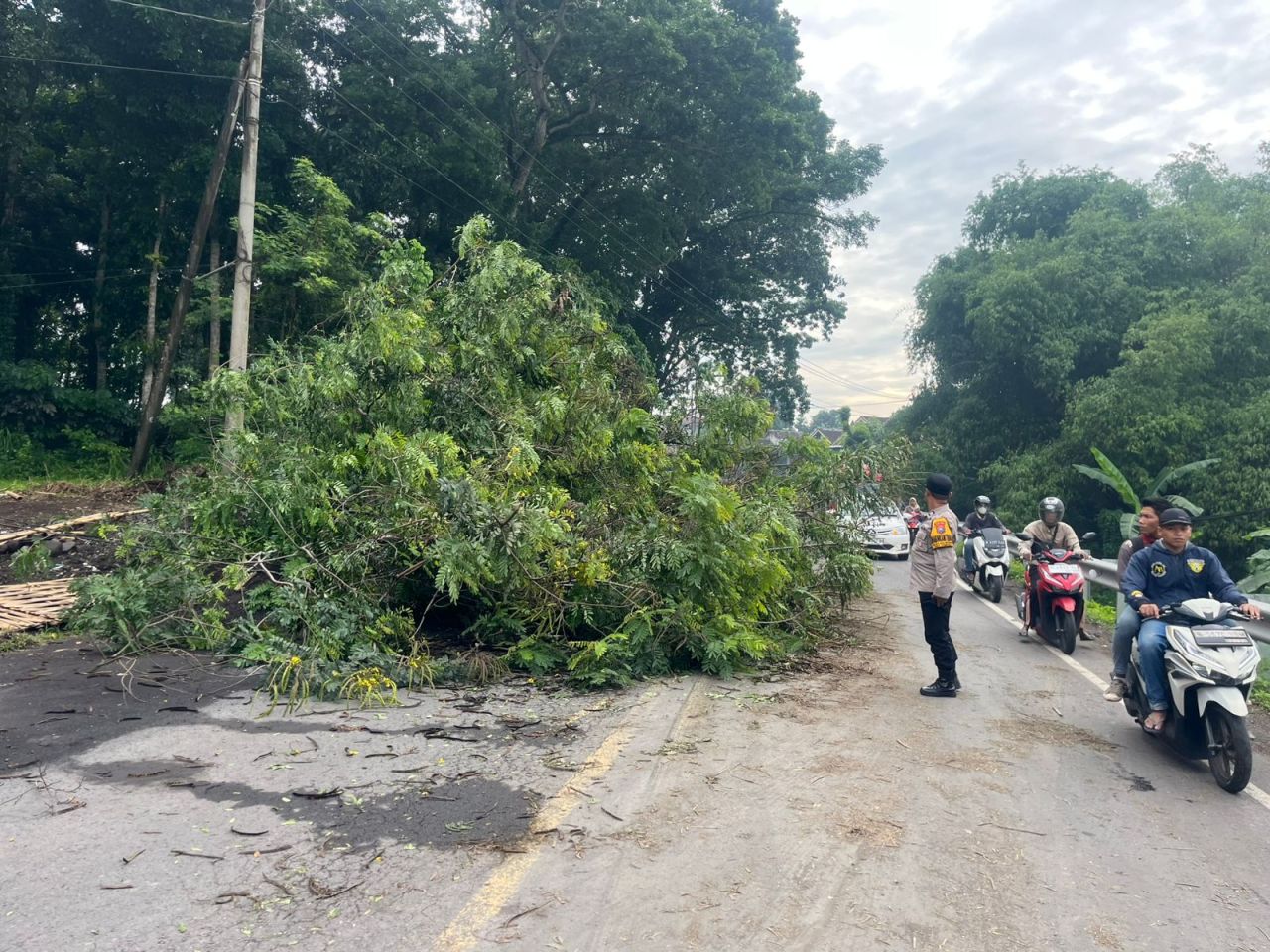 Polsek Tempeh dan BPBD Lumajang Evakuasi Pohon Tumbang di Jalan Nasional Tempeh–Pasirian