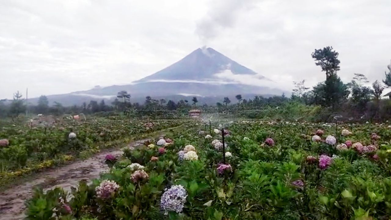 Abu Semeru Singgah di Taman Bunga, Pemerintah Lumajang Tegaskan Keselamatan Pengunjung