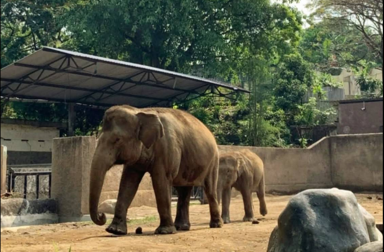 Gembira Loka Zoo, Oase Edukasi dan Rekreasi di Tengah Kota Yogyakarta