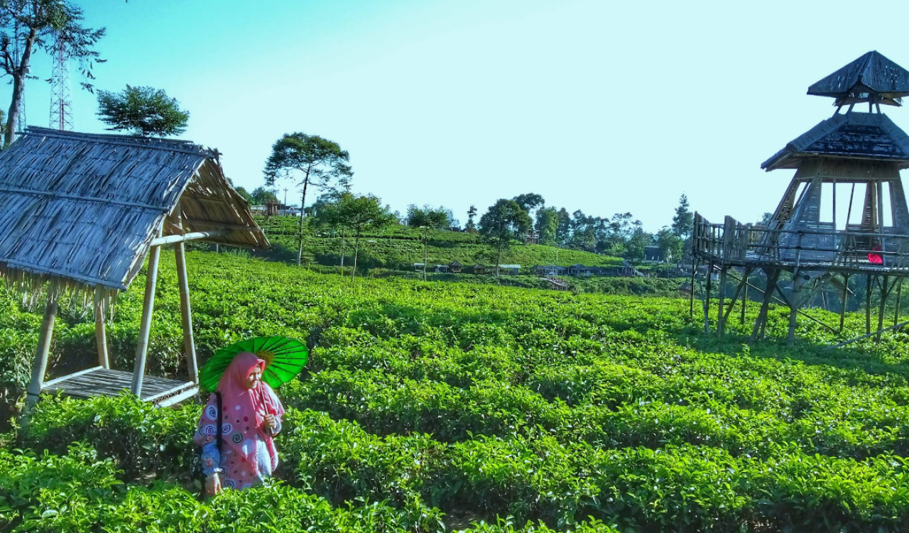 Kebun Teh Kemuning, Panorama Hijau yang Menyegarkan di Lereng Gunung Lawu Karanganyar