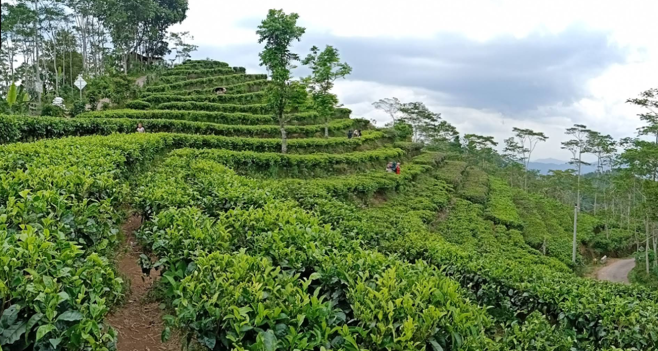 Kebun Teh Nglinggo Yogyakarta, Pesona Hijau Pegunungan yang Menyegarkan Mata dan Pikiran
