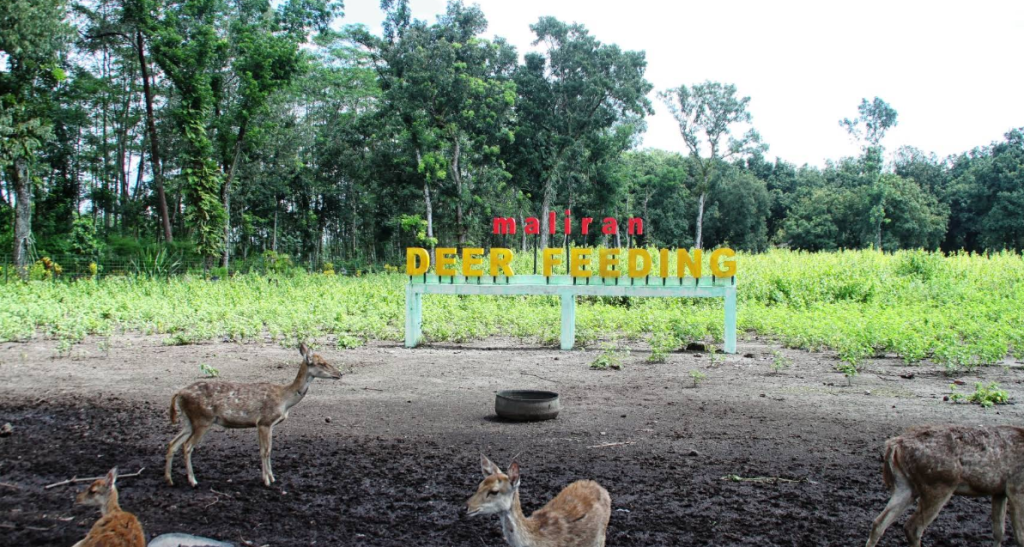 Wisata kesambi Tree's Park yang sering dikunjungi banyak wisatawan untuk mulai dari rekreasi keluarga, wisata alam, hingga kegiatan edukasi ringan dan fotografi,Bersantai (Gmap/Antonius Joseph)