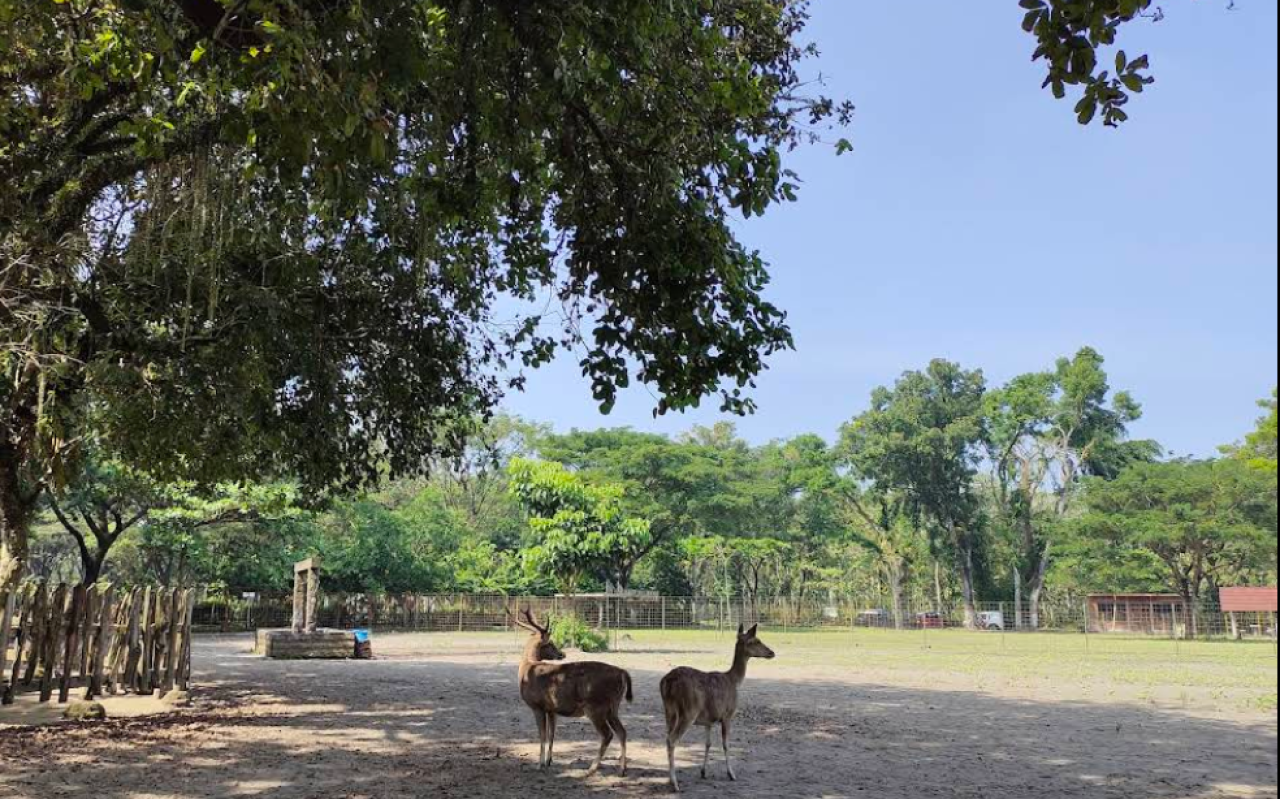 Penangkaran Rusa Jatilengger, Wisata Edukasi Alam yang Ramah Keluarga di Blitar
