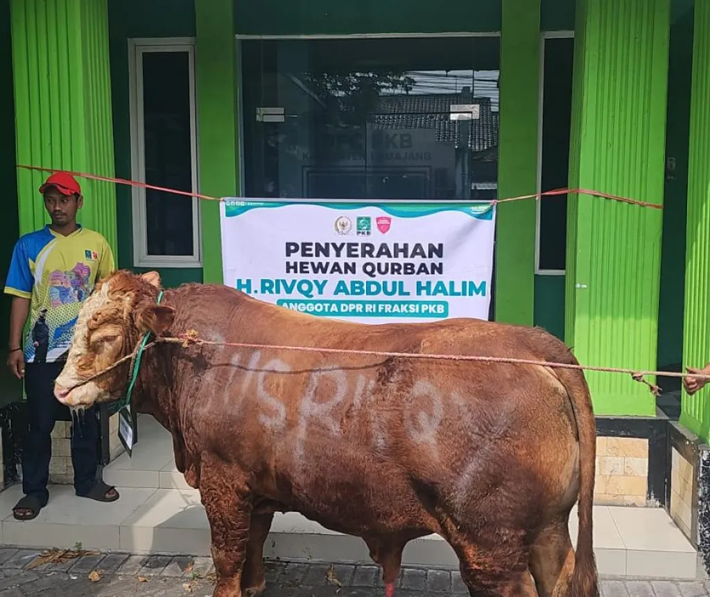 Gus Rivqy Bagikan Qurban Sapi Seberat 1 ton di Jember dan Lumajang
