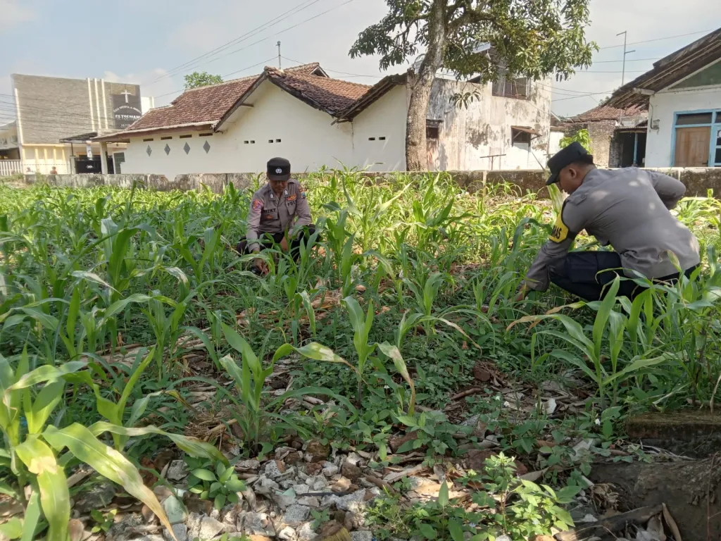 Sinergi Polisi dan Petani, Polsek Jatiroto Dorong Swasembada Pangan dari Desa