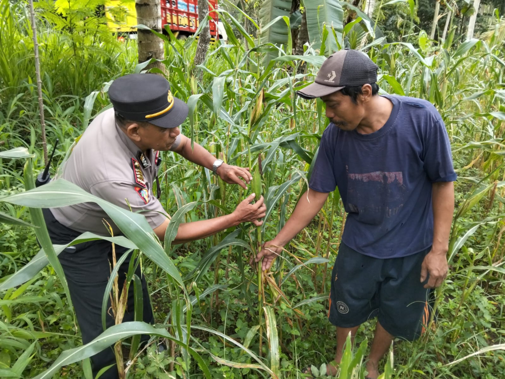 Kapolsek Ranuyoso langsung turun ke sawah untuk cek jagung