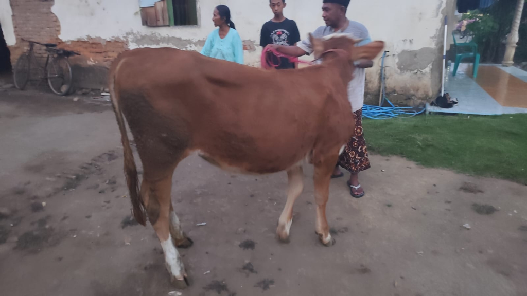 Barang bukti sapi yang telah diamankan