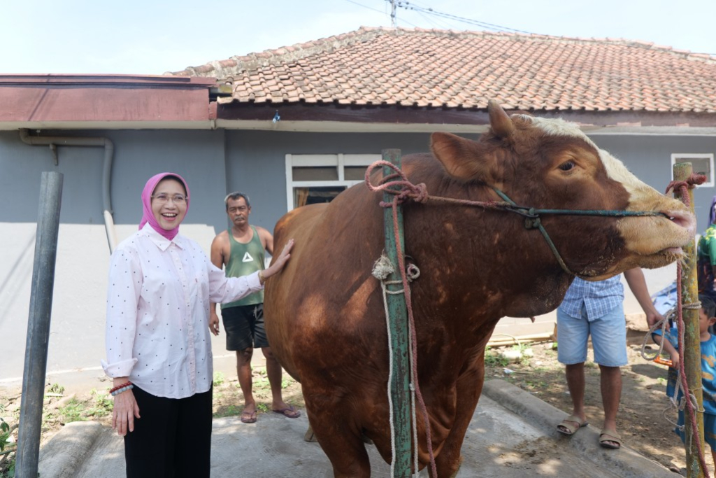 Bupati Lumajang meninjau langsung “Kang Jo”, sapi kurban Presiden Prabowo Subianto yang dirawat peternak lokal.