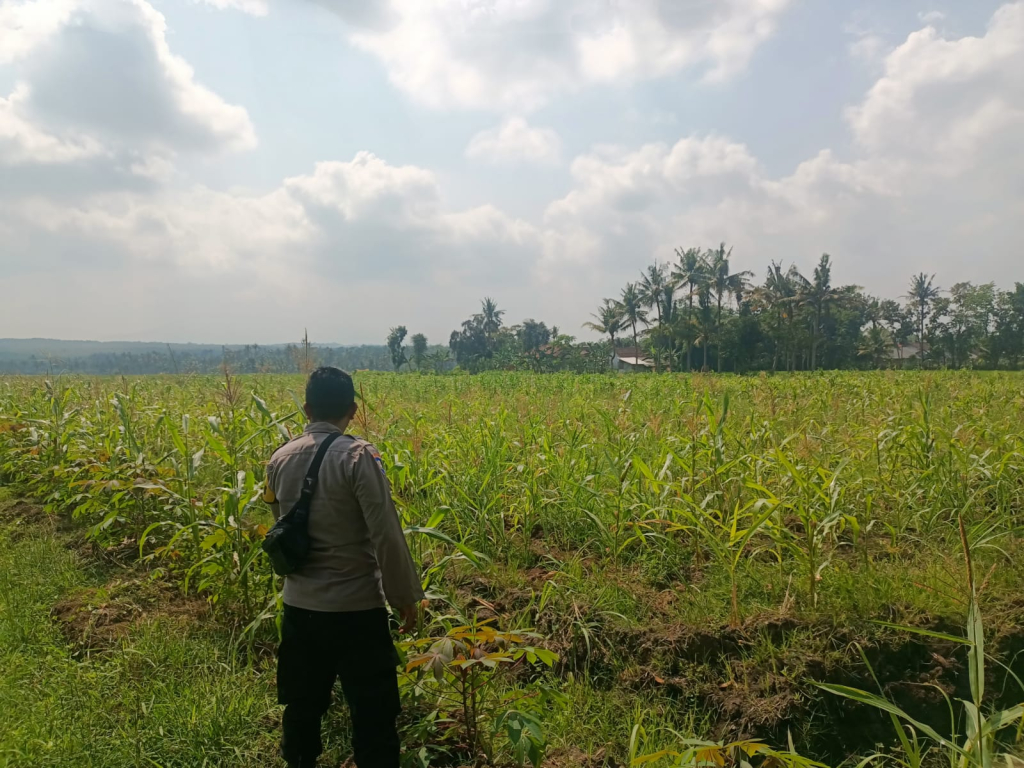 Bhabinkamtibmas Jadi Pendamping Petani, Produktivitas Pangan Didorong Meningkat