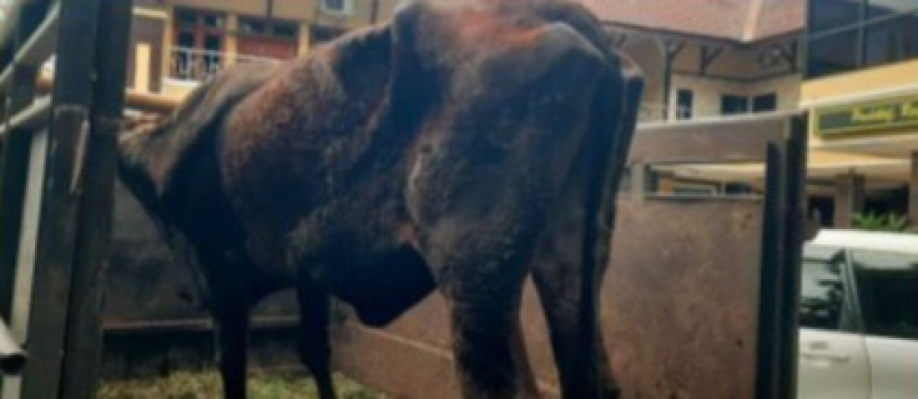 Barang bukti sapi yang telah diamankan oleh Polres Lumajang