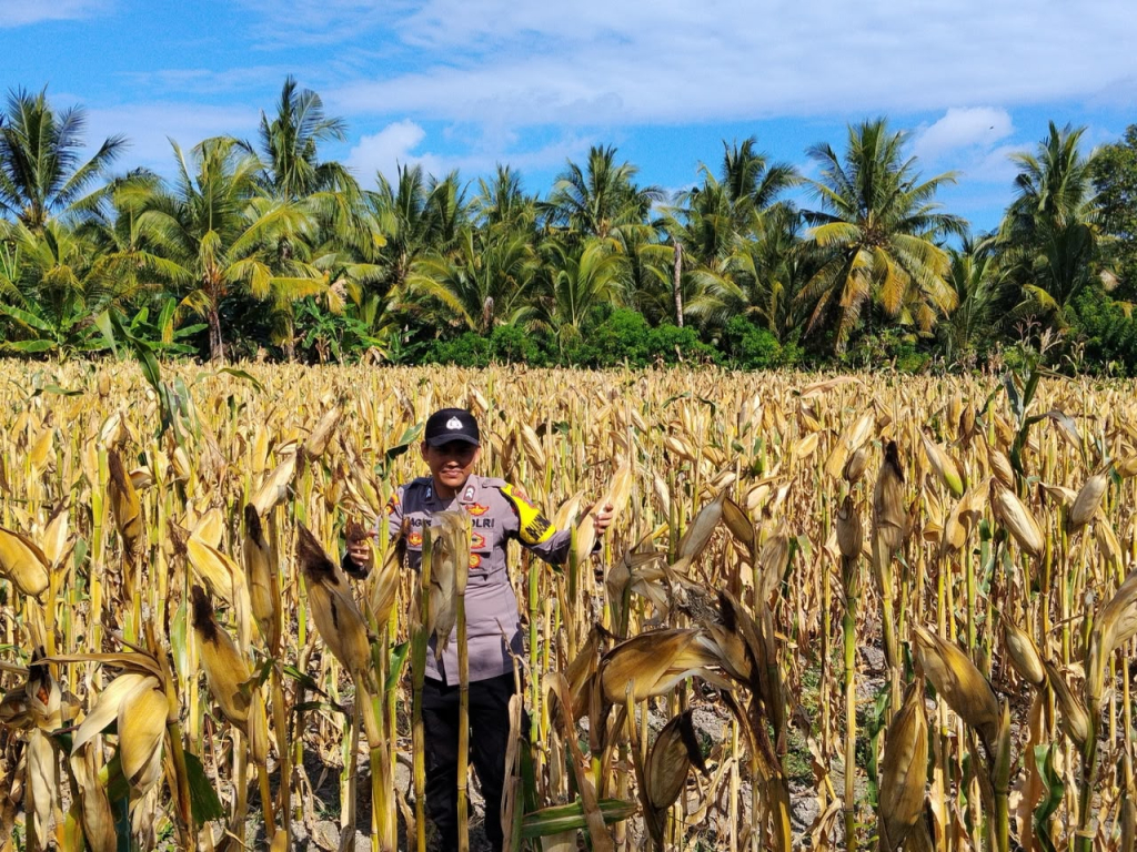 Anggota Polsek ketika turun langsung ke sawah cek jagung