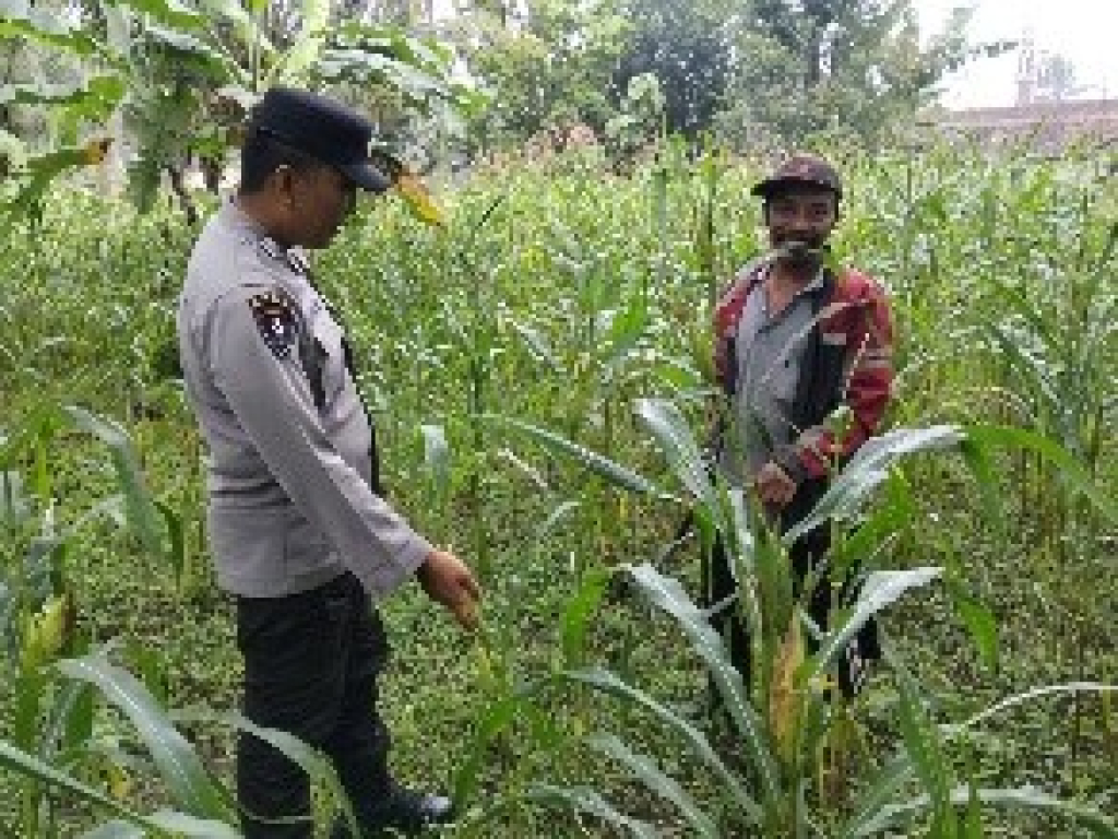 Anggota Polsek Ranuyoso ketika sambang jagung