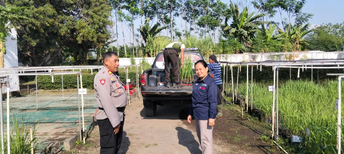Polisi Turun ke Kebun, Tebu NXI-4T Dibidik untuk Ketahanan Produksi Gula di Lumajang