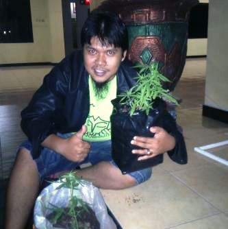 Darurat..!!! Dua Tanaman Ganja Ditemukan Pencari Kayu di Kawasan Dampar-Pasirian