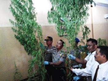 Ladang Ganja Ditengah Kota Lumajang, Polisi Tetapkan Lima Tersangka