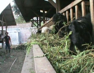 Jelang Hari Raya Idul Adha, Omset Pedagang Kambing Meningkat Drastis