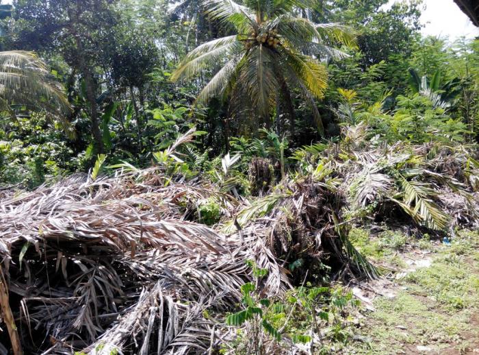 Jalan Tempursari Rusak Parah, Petani Tebang Kebun Salak Diganti Pohon Sengon