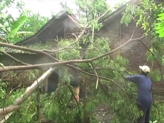 Puting Beliung Ngamuk, Dua Desa di Lumajang Porak-poranda