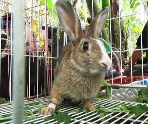 Sering Menang Kerapan, Harga Kelinci Tembus Harga Jutaan Rupiah