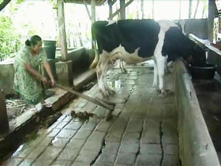 Gas LPG Naik, Warga Lereng Semeru Tidak Terpengaruh